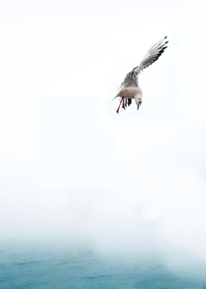 Flying venice water bird