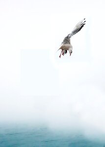 Flying venice water bird