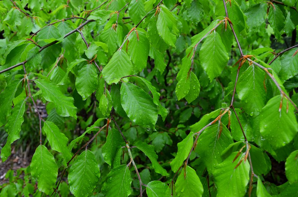 Nature sprig closeup