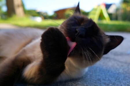 Siamese kitten fur photo