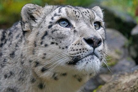 Panthera uncia big cat stains