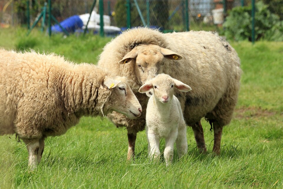 Pasture schäfchen animal