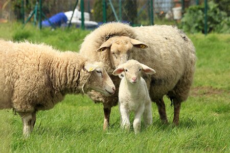 Pasture schäfchen animal photo