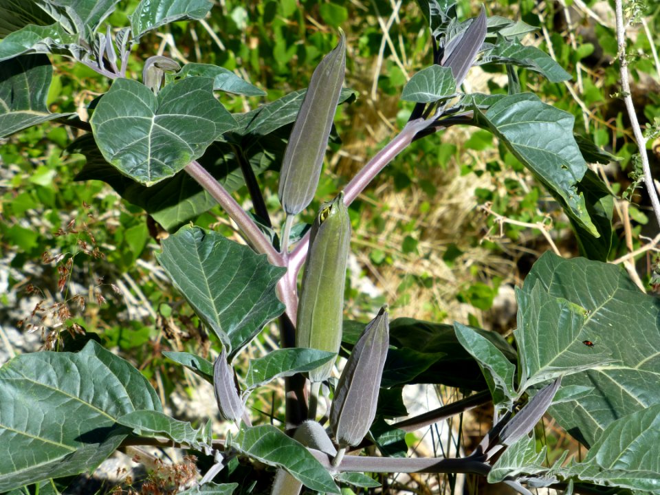 P1040455 