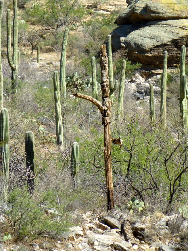 P1040466 