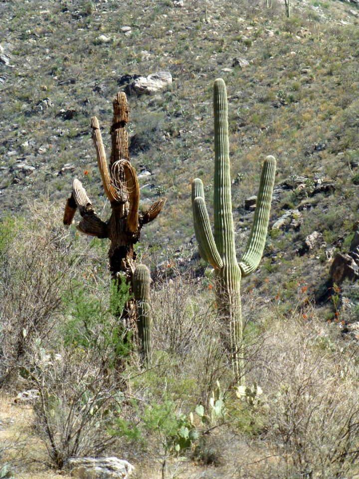 P1040445 