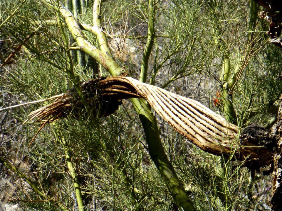 P1040484 
