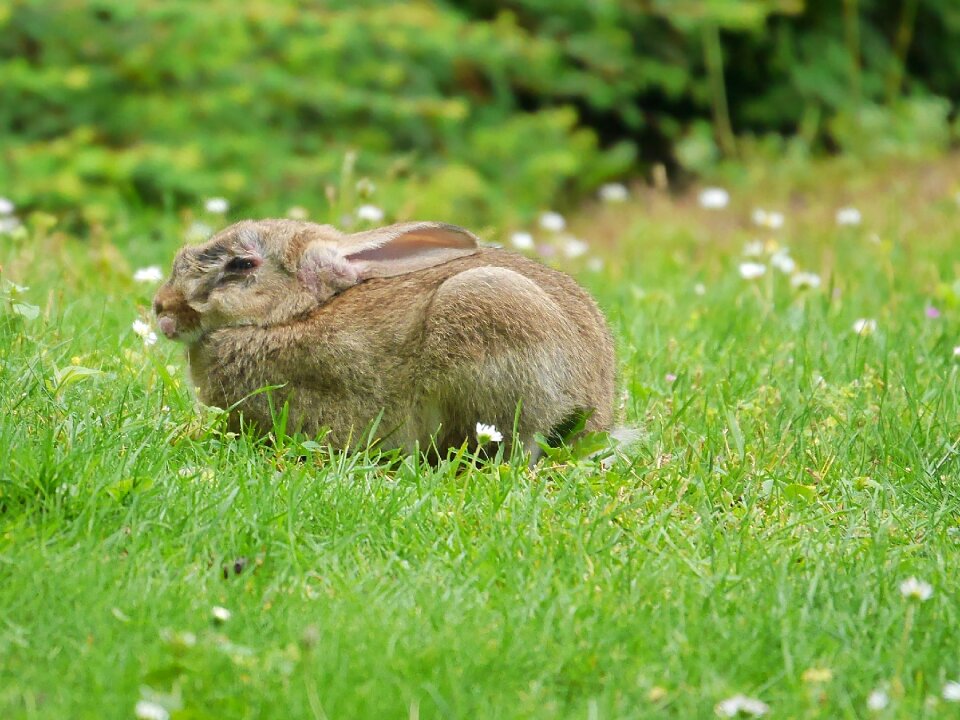 Grass eat nager
