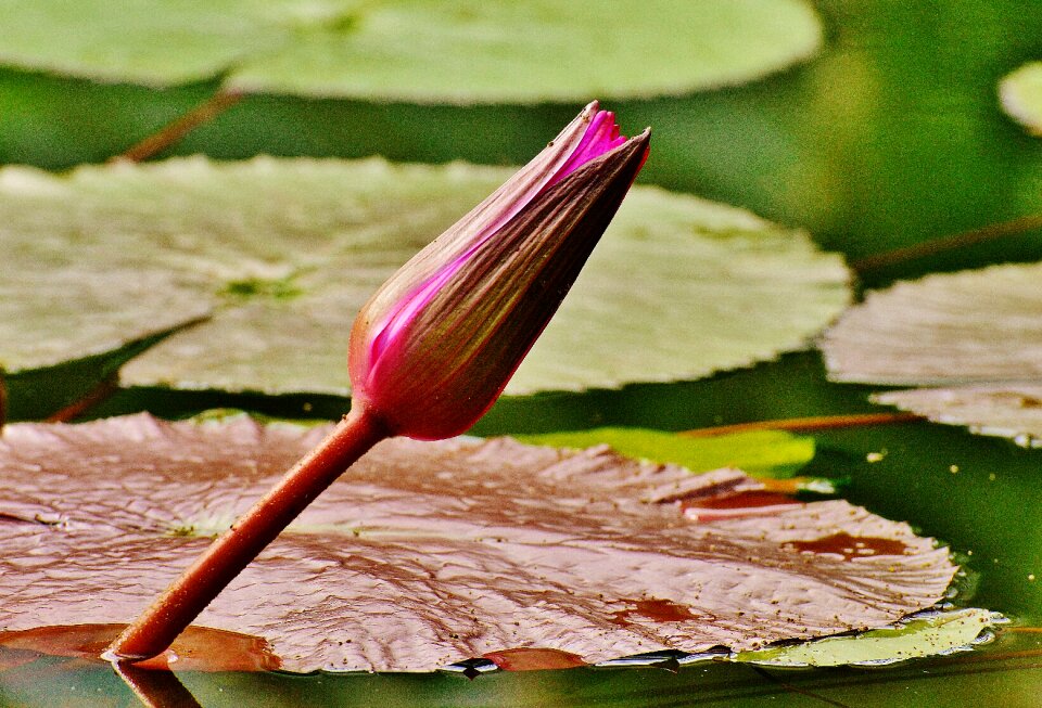 Plant pond blossom photo