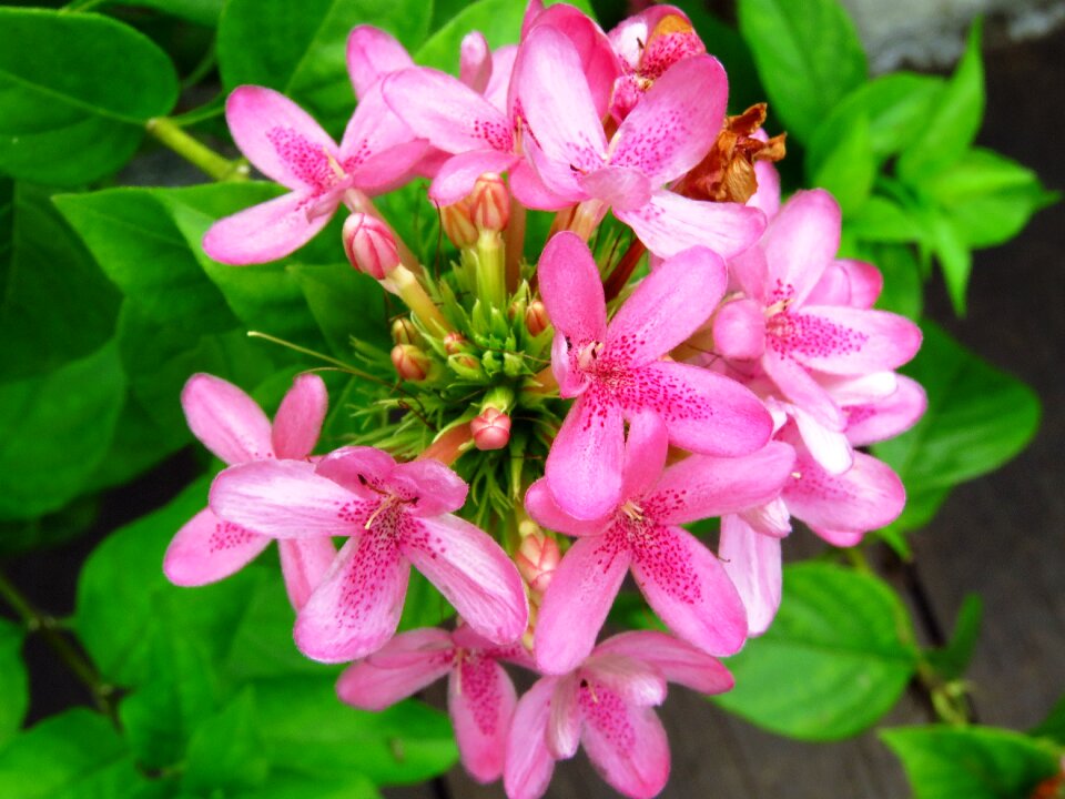 Garden pink flower pink