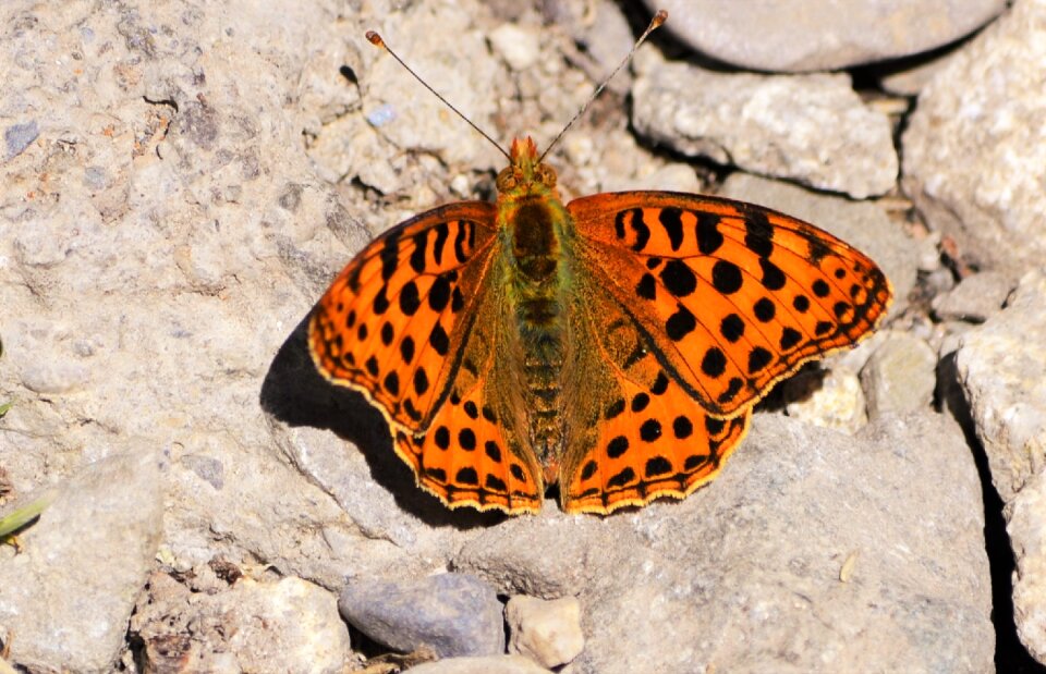 Butterfly pyrenees nature