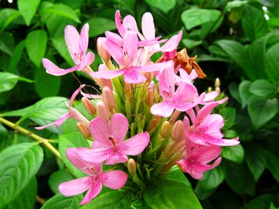 Garden pink flower pink photo