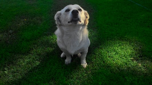 Pet puppy zwierząto