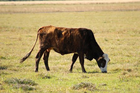 Cattle farming livestock photo