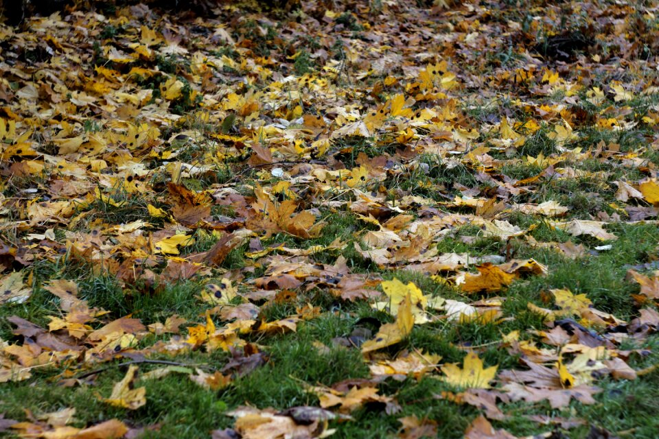 Autumn autumn leaves nature