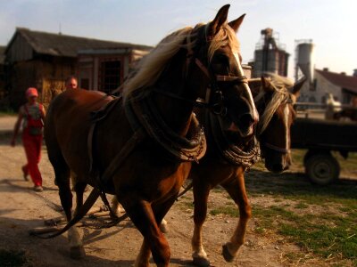 Stallions tandem ploughing