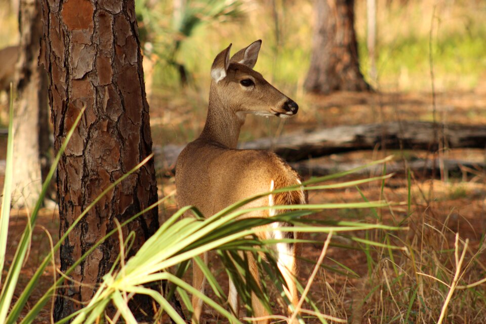 Wildlife nature mammal