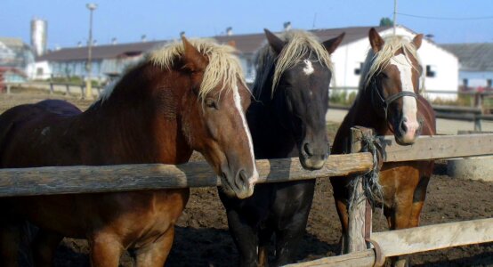 Mares stallions herd