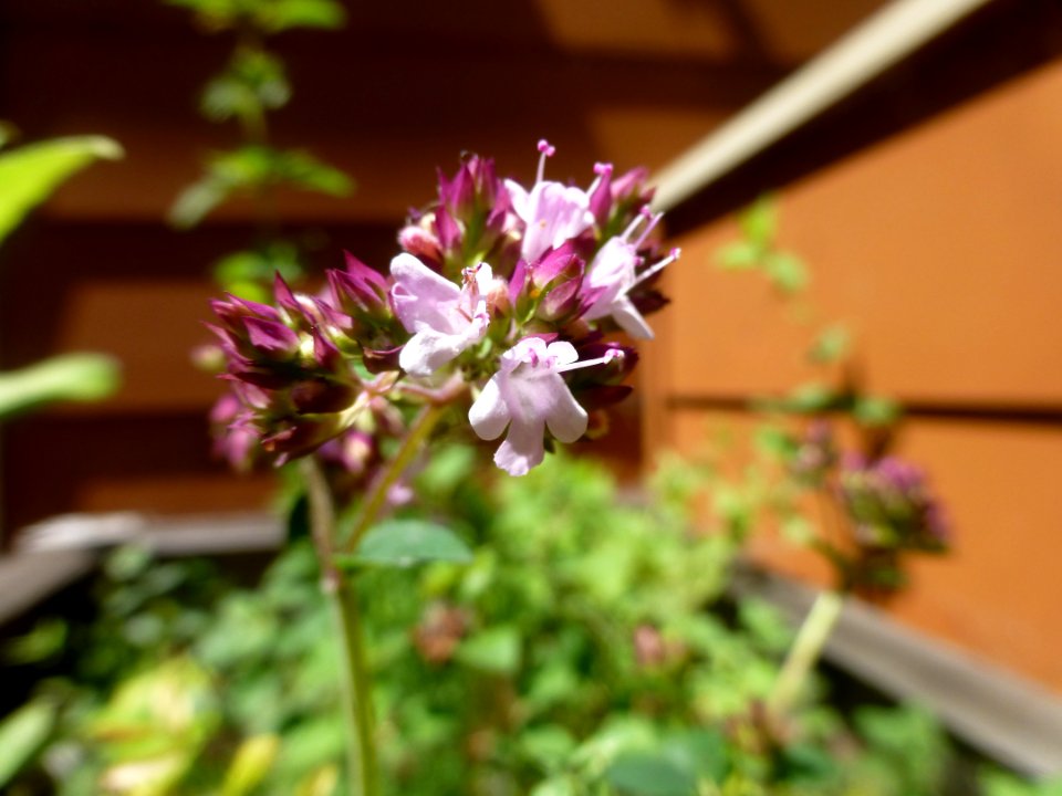 P1050053 