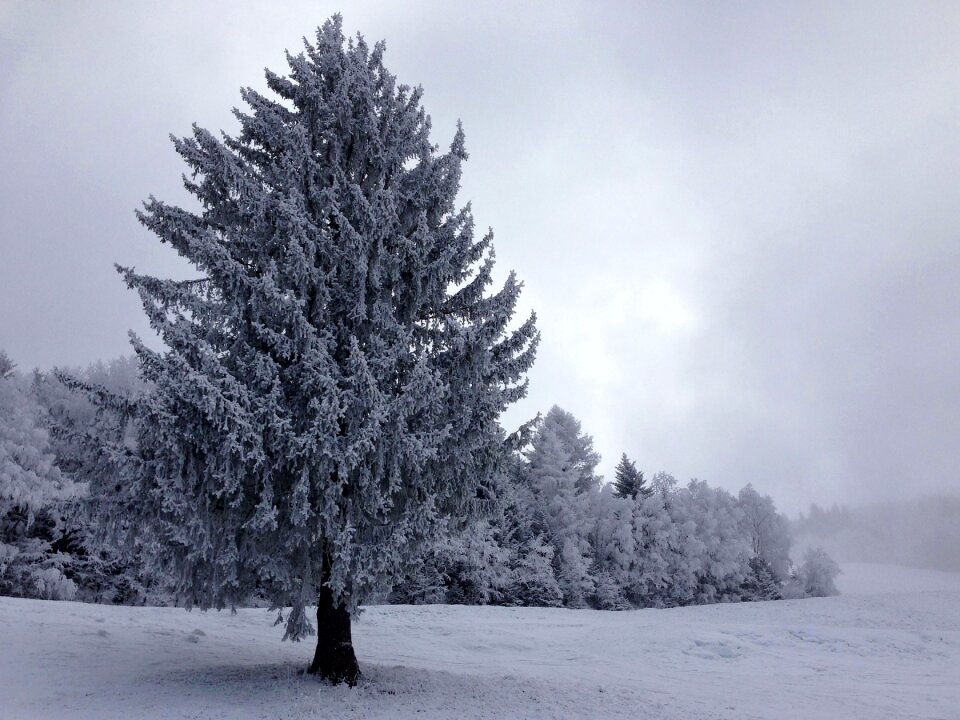 Wintry winter black and white photo