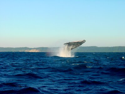 Fin sea marine life photo