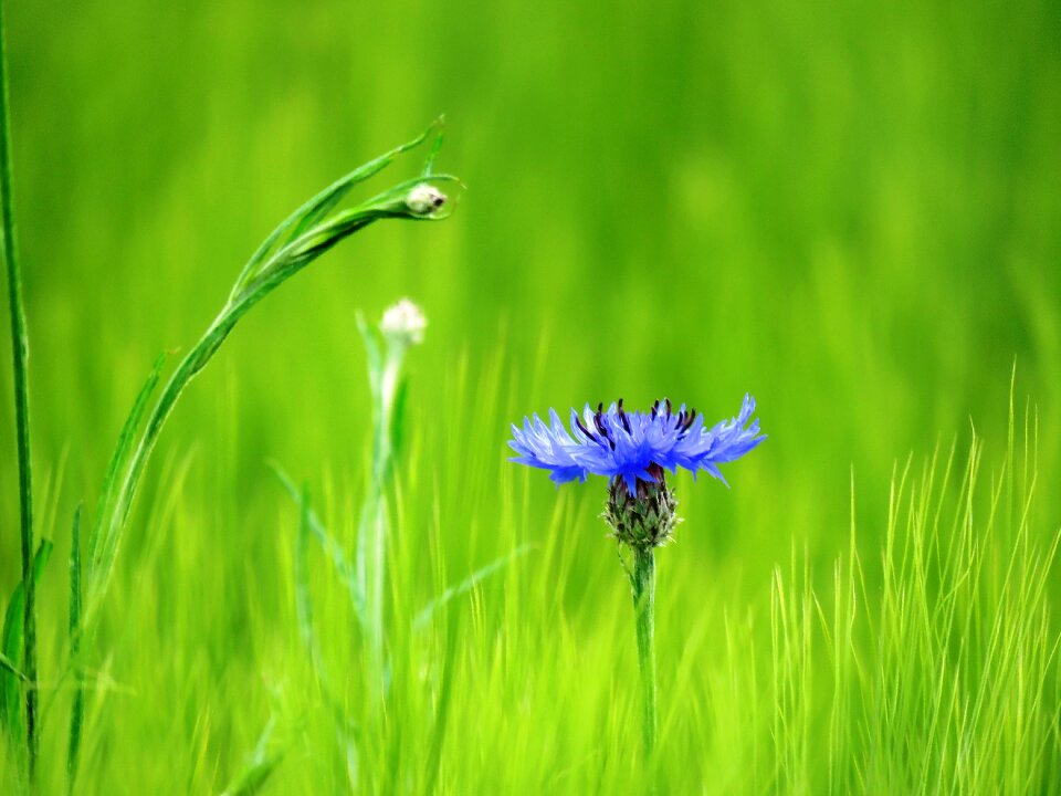 Bloom wild flowers field