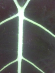 IMG_20130826_151829 