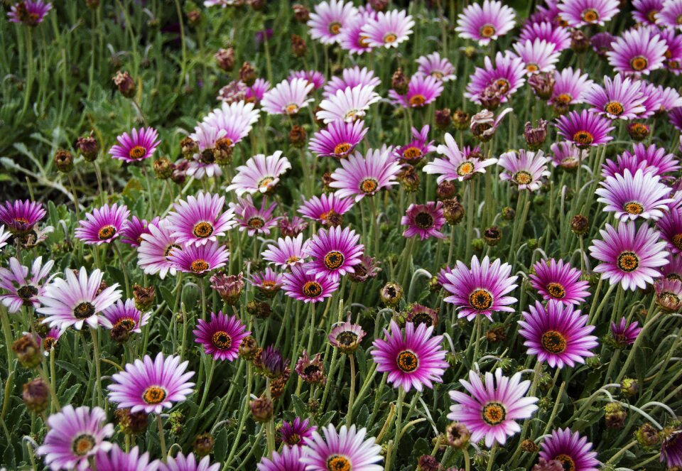 Daisies seaside daisy erigeron glaucus