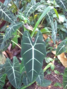 IMG_20130826_151805 