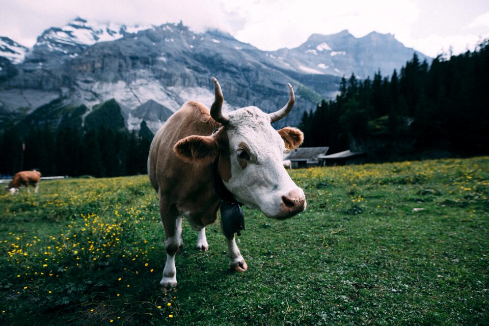 Close-up countryside cow photo