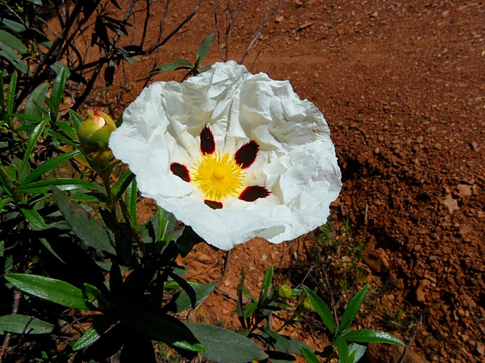 Vegetable nature cistus white