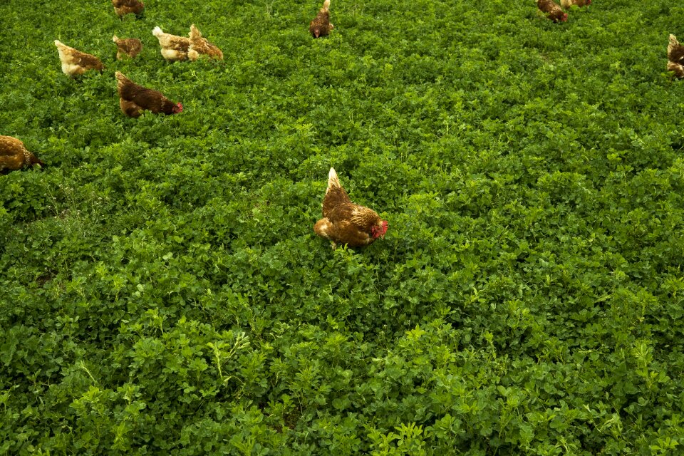 Chickens poultry young animal