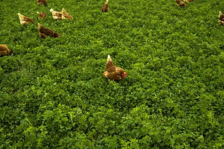 Chickens poultry young animal