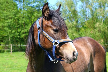 Pferdeportrait thoroughbred arabian foal photo