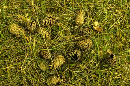 Nature green grasses