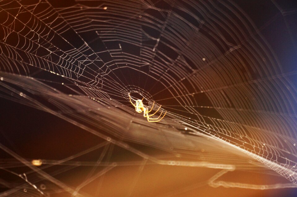 Insects armenia quindio