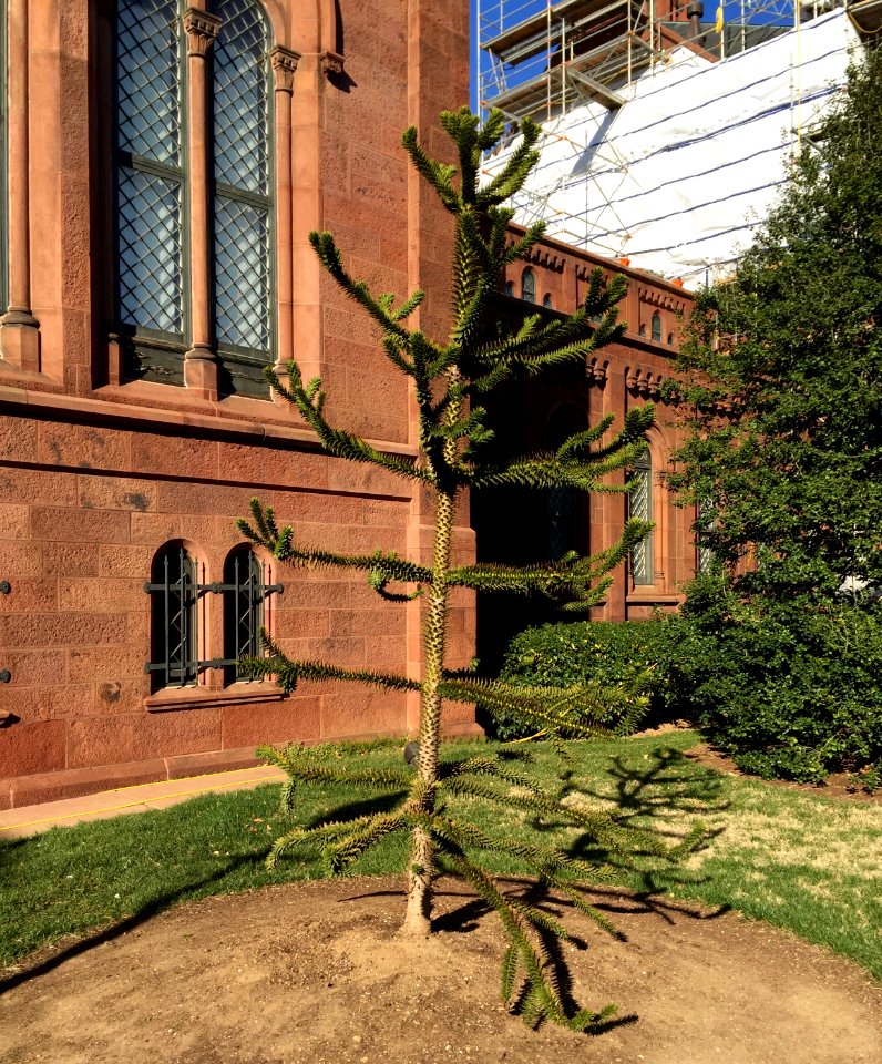 Smithsonian Institute Castle Gardens, Washington, DC 