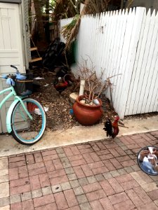 Chickens, Mallory Square, Key West, FL 