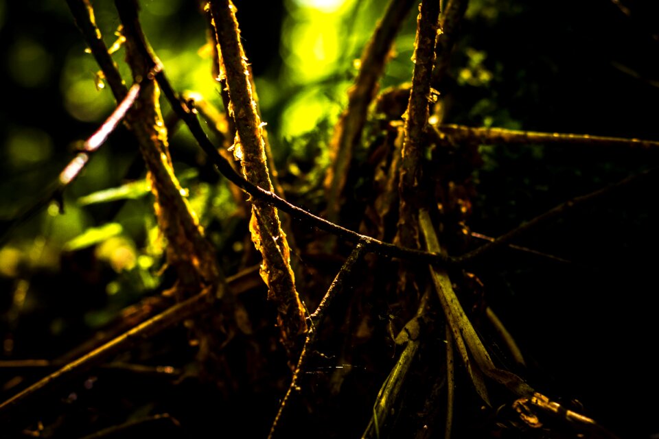Fern inspiration forest plant