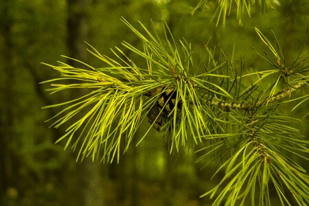 Tree conifer pine needles photo