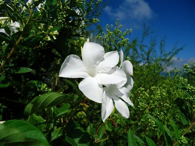 Vine vegetation wild flowers