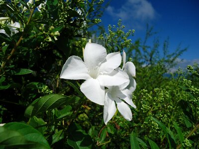 Vine vegetation wild flowers photo