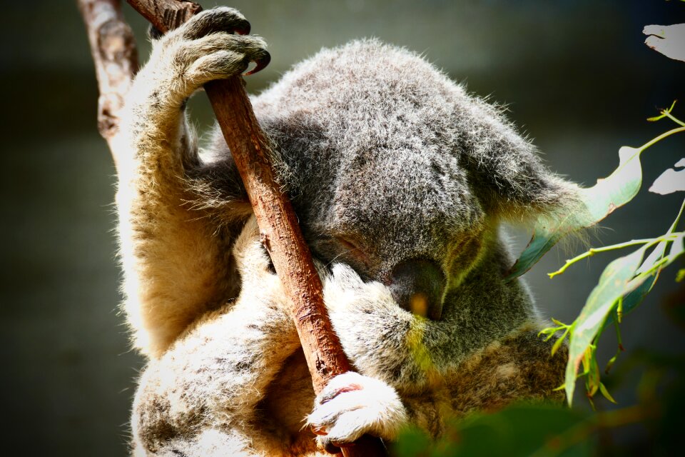 Animal tree wildlife
