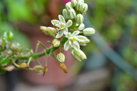 White flower spring nature