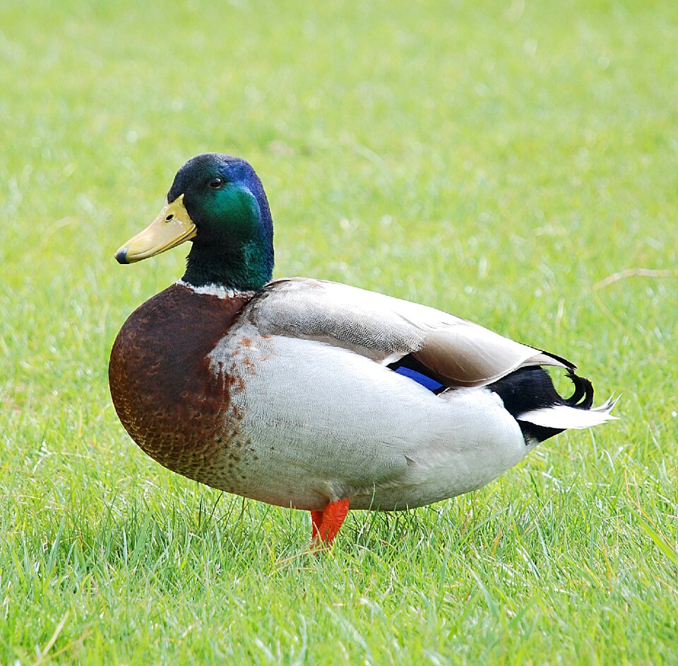 Wildlife wild lake