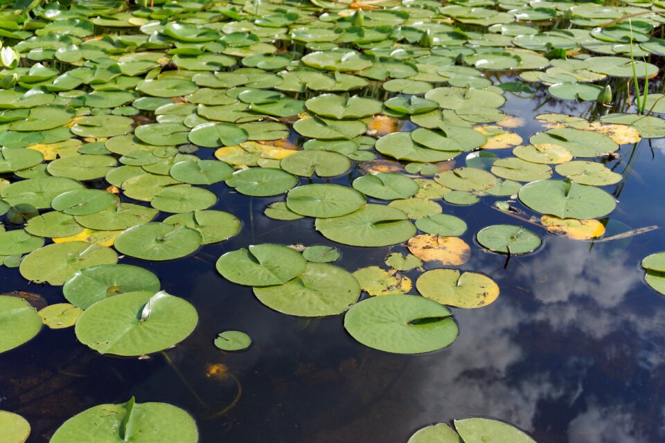 Plant nature water plant