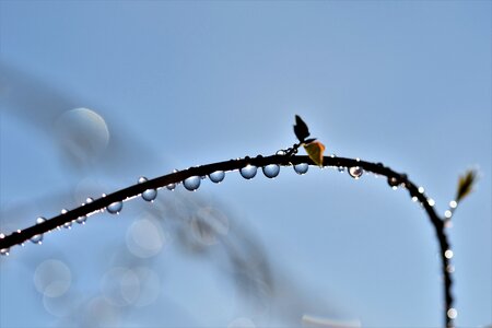 Nature water drip