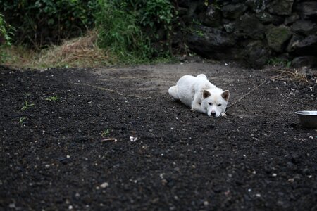 Republic of korea progress korean jindo dog