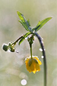 Nature yellow spring photo