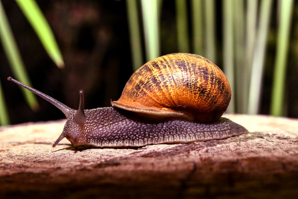Animals shell forest